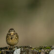 Pipit farlouse